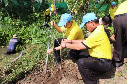 LINE ALBUM กิจกรรมกำจัดผักตบชวา-จิตอาสา-ปลูกต้นไ 21