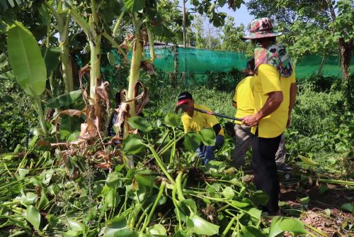 LINE ALBUM กิจกรรมกำจัดผักตบชวา-จิตอาสา-ปลูกต้นไ 48