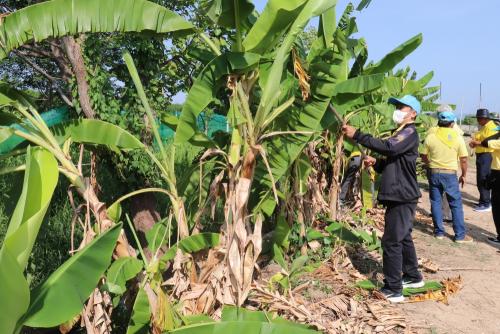 LINE ALBUM กิจกรรมกำจัดผักตบชวา-จิตอาสา-ปลูกต้นไ 53